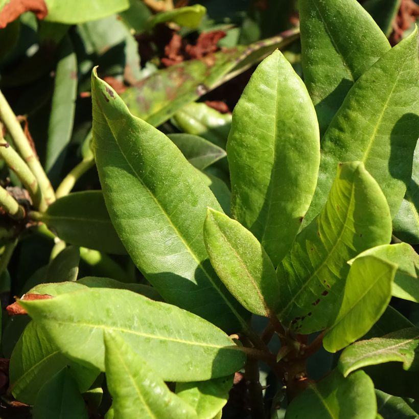 Rhododendron Easydendron INKARHO Rabatz (Follaje)