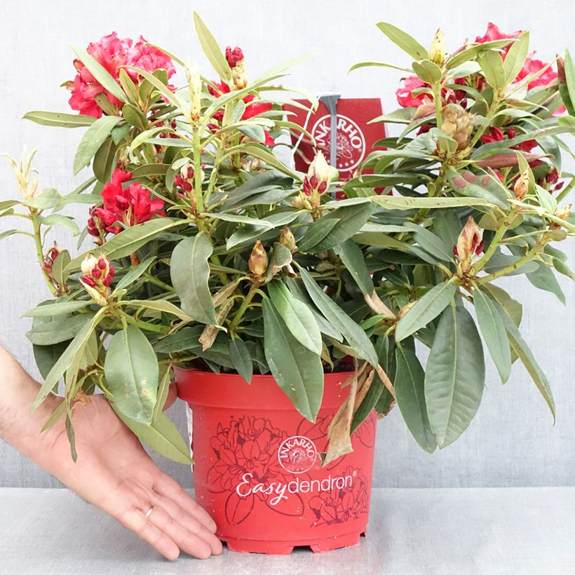 Rhododendron Easydendron INKARHO Rabatz Maceta 4L/5LAltura de entrega aprox. 25/30cm Ejemplar entregado en la primavera