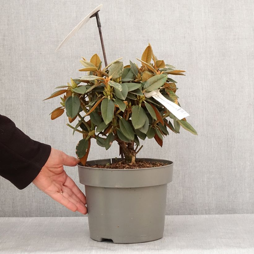 Rhododendron Easydendron INKARHO Rusty Dane Maceta 4L/5L Ejemplar entregado en invierno