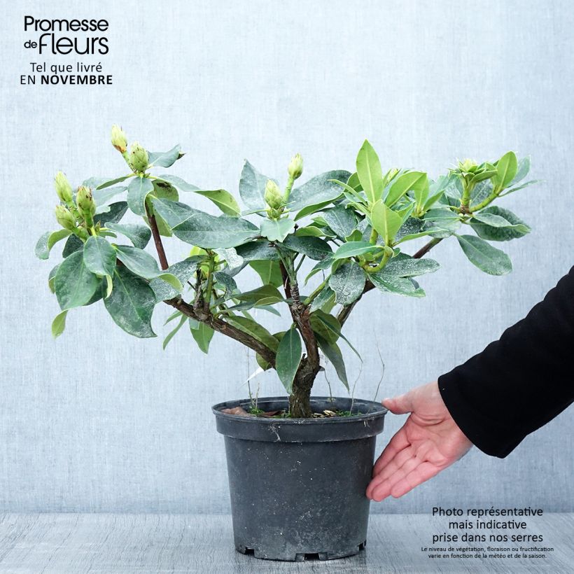 Ejemplar de Rhododendron Janet Ward Maceta 4L/5L entregado en otoño
