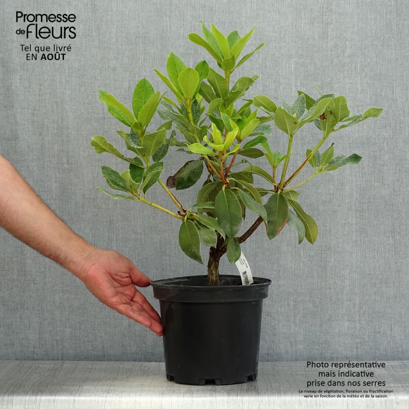 Ejemplar de Rhododendron Janet Ward Maceta 4L/5L entregado en verano
