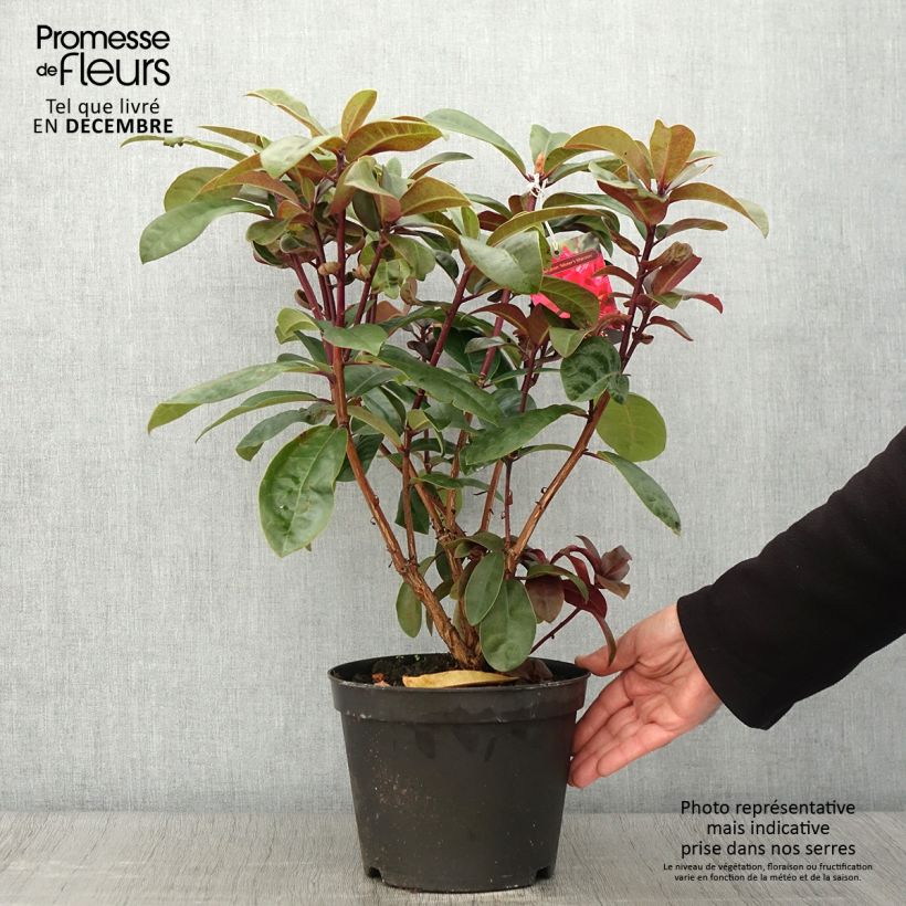 Ejemplar de Rhododendron Moser's Maroon Maceta 4L/5L entregado en otoño