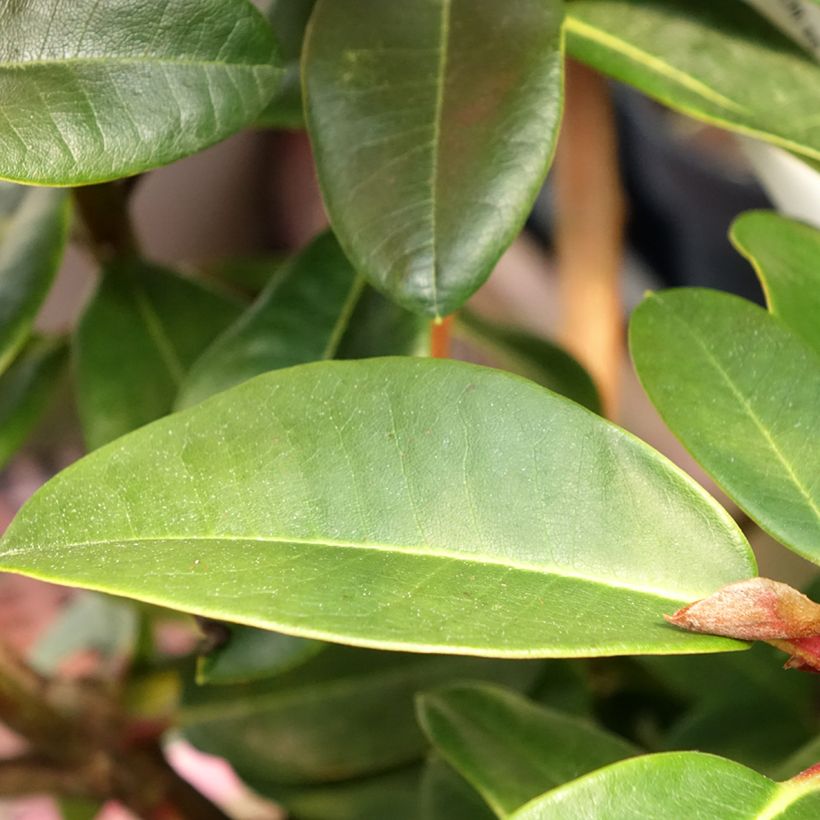 Rhododendron Naselle (Follaje)