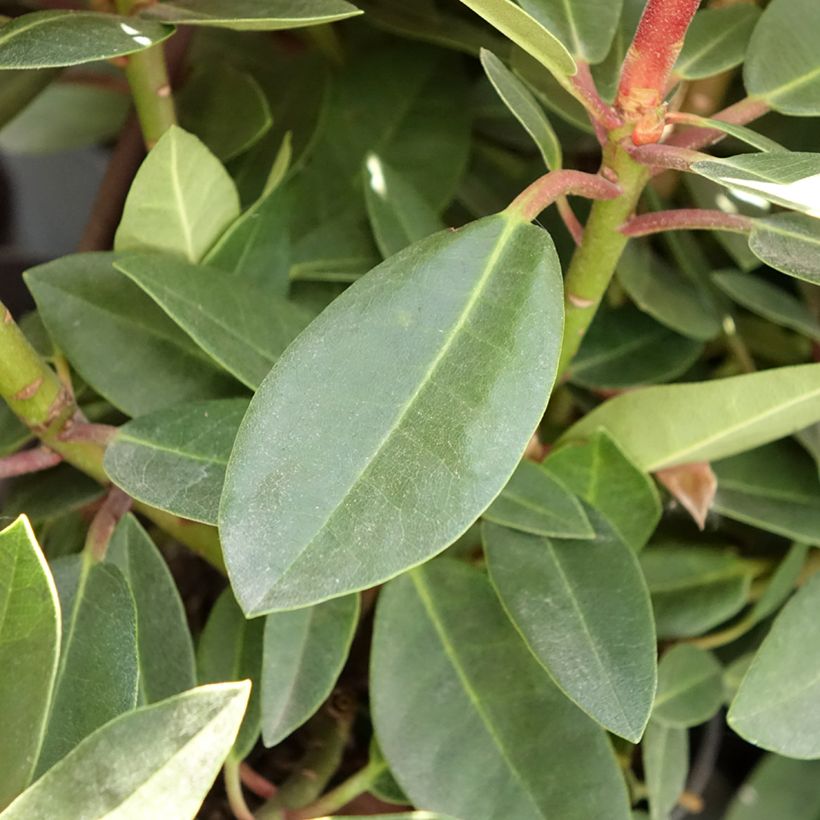 Rhododendron Raphaela (Follaje)