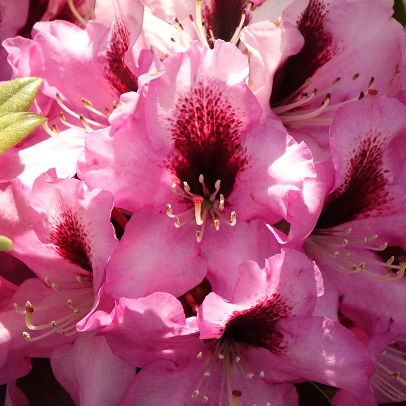 Rhododendron Raphaela (Floración)