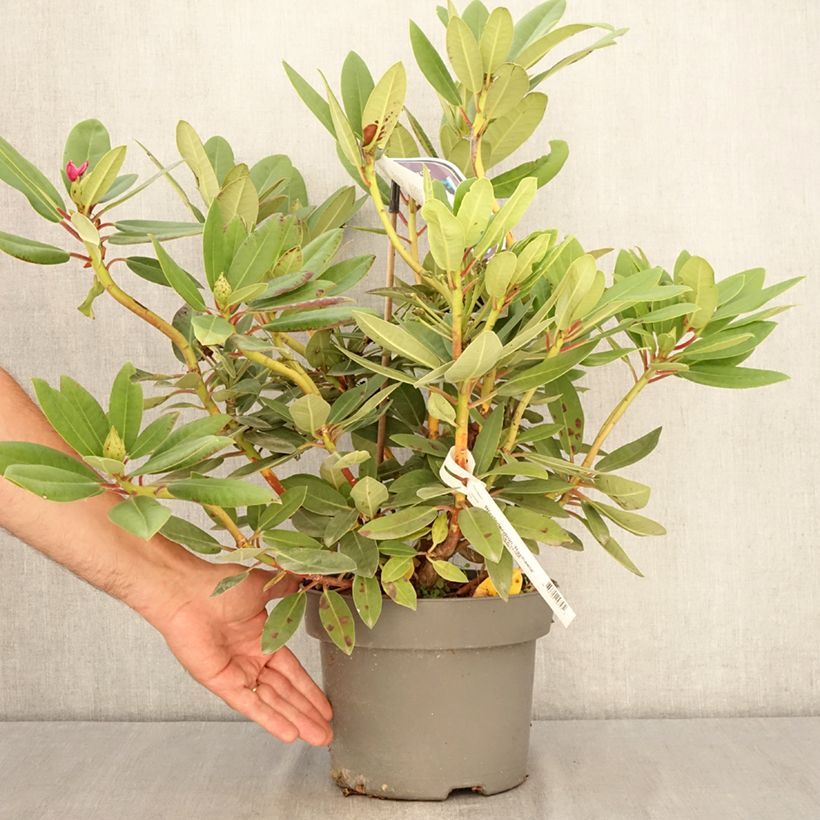 Ejemplar de Rhododendron Raphaela Maceta 4L/5L entregado en verano