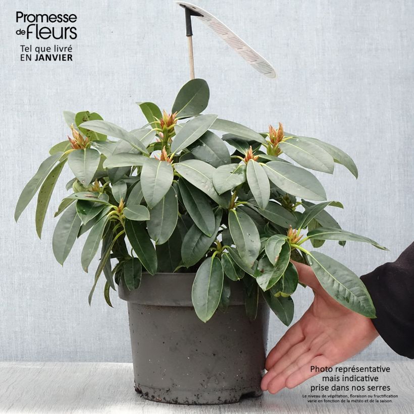 Rhododendron Raphaela Maceta 4L/5L Ejemplar entregado en invierno