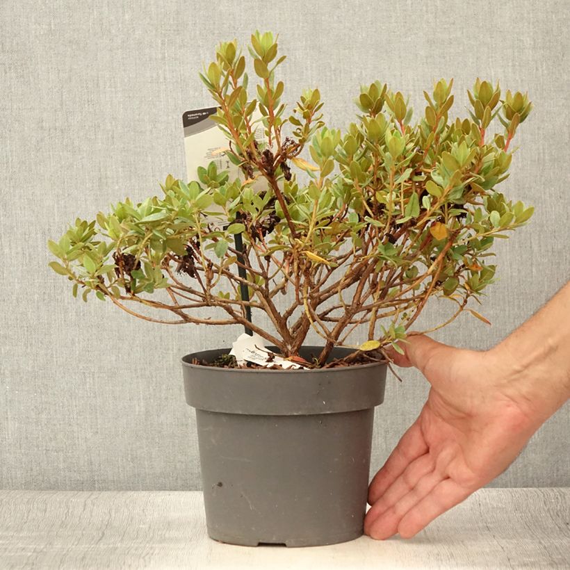 Ejemplar de Rhododendron impeditum Ramapo Pot de 2L/3L entregado en verano