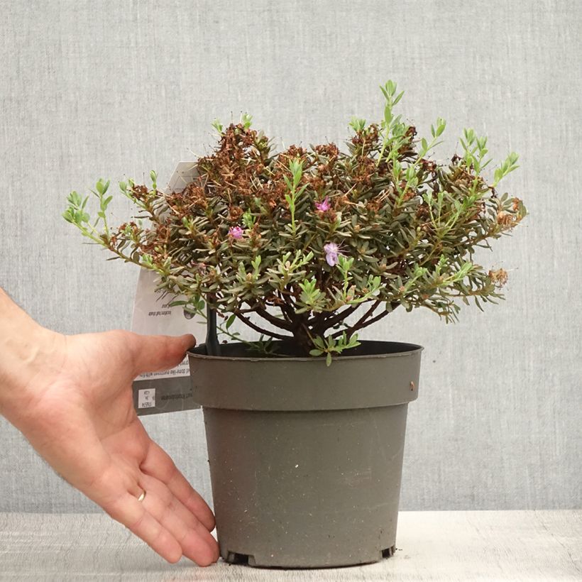 Ejemplar de Rhododendron Rhododendron impeditum Maceta 2L/3LAltura de entrega aprox. 10/20cm entregado en verano