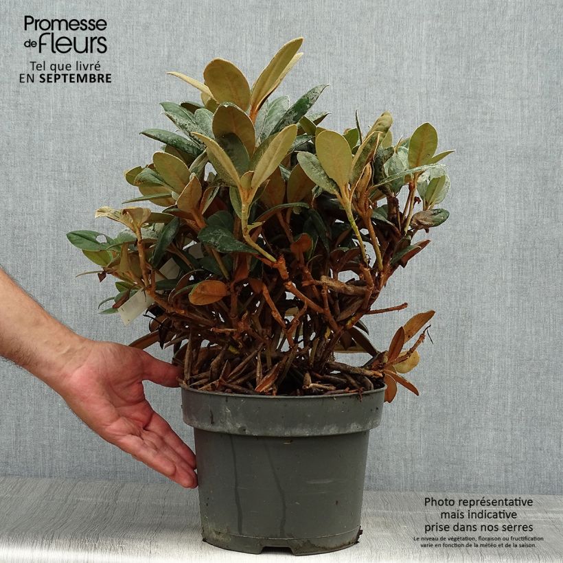 Ejemplar de Rhododendron INKARHO Bellini Maceta 4L/5L entregado en otoño