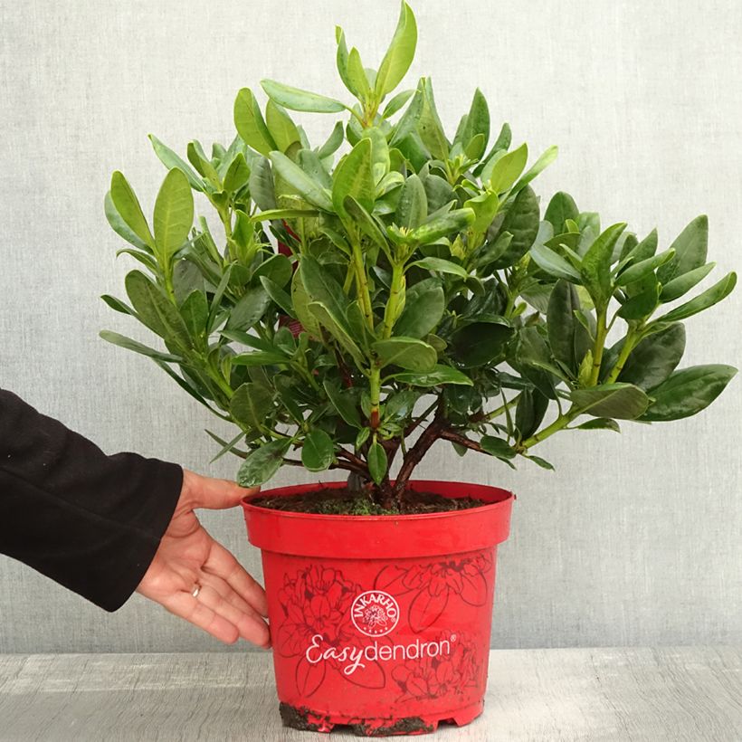 Ejemplar de Rhododendron INKARHO Brasilia Maceta 4L/5L entregado en otoño