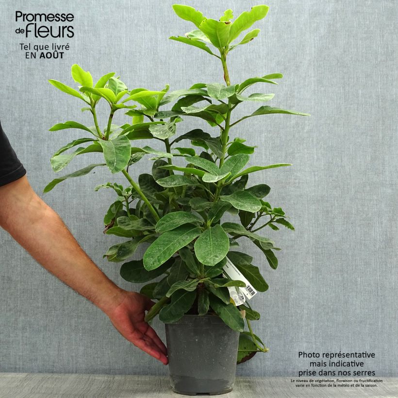 Ejemplar de Rhododendron INKARHO Furnivall's Daughter. Maceta 3L/4L entregado en verano
