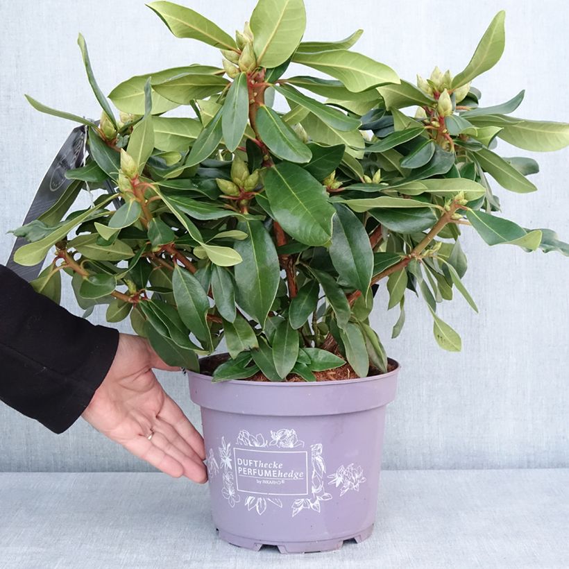 Rhododendron Inkarho Lila Dufthecke Maceta 4L/5L Ejemplar entregado en invierno