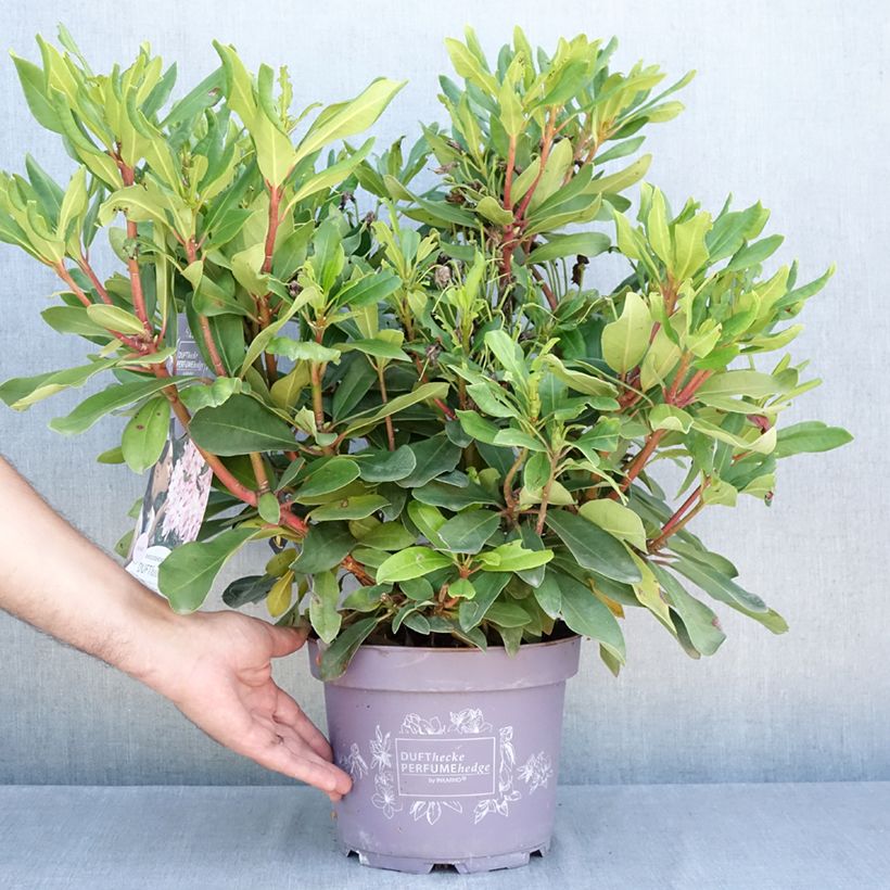 Ejemplar de Rhododendron Inkarho Rosa Dufthecke Maceta 4L/5L entregado en verano