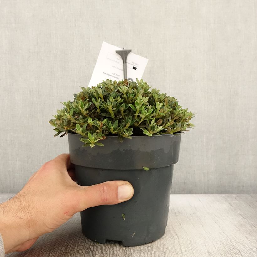 Ejemplar de Rhododendron keleticum Maceta 2L/3L entregado en otoño