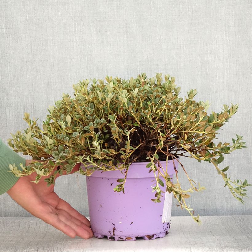 Ejemplar de Rhododendron keleticum Lilly Bell Dream Maceta 3L/4L entregado en verano