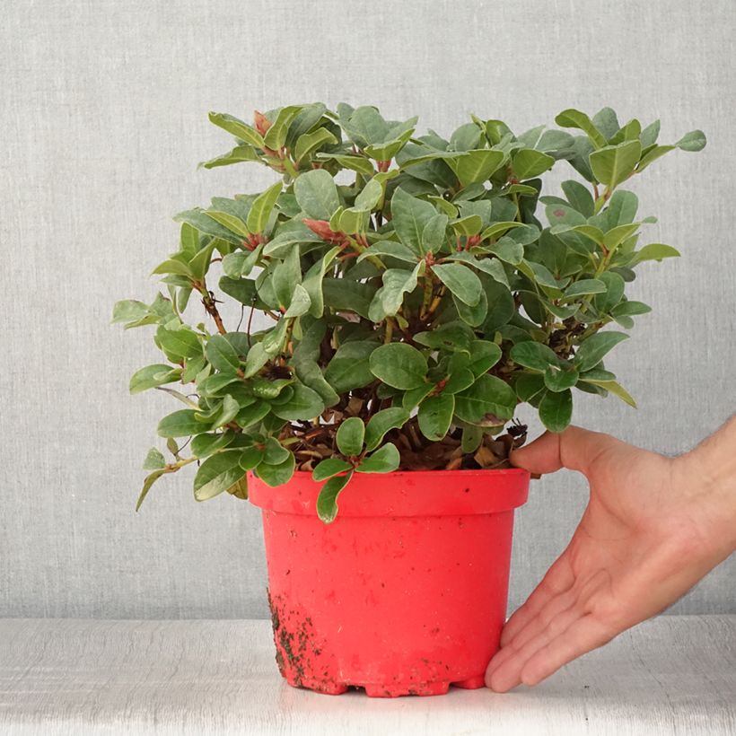 Ejemplar de Rhododendron Lilly Bell Love - Rhododendron nain - Pot de 3L/4L entregado en verano