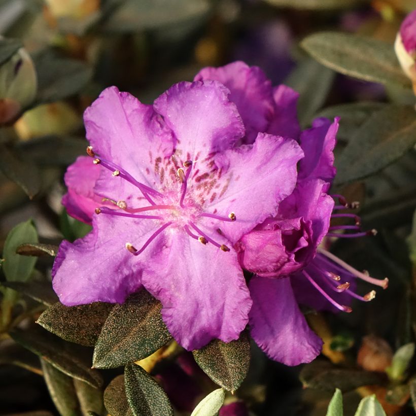 Rhododendron Lilly Bell Magic (Floración)