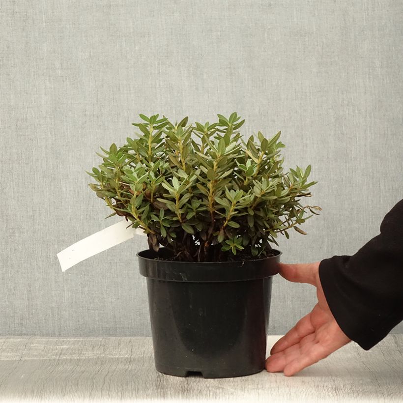 Ejemplar de Rhododendron Lilly Bell Magic Maceta 3L/4L entregado en otoño
