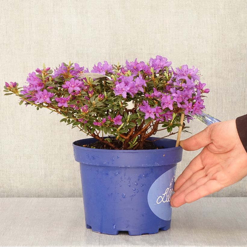 Rhododendron Lilly Bell Night Maceta 3L/4LAltura de entrega aprox. 25/30cm Ejemplar entregado en la primavera