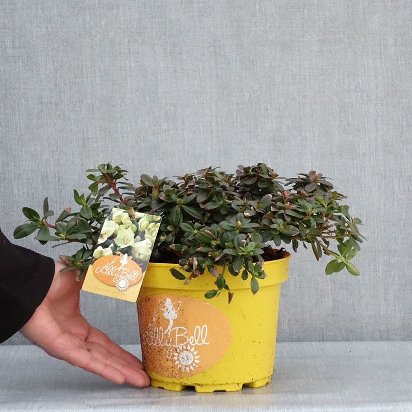 Rhododendron Lilly Bell Sun Maceta 3L/4L Ejemplar entregado en invierno