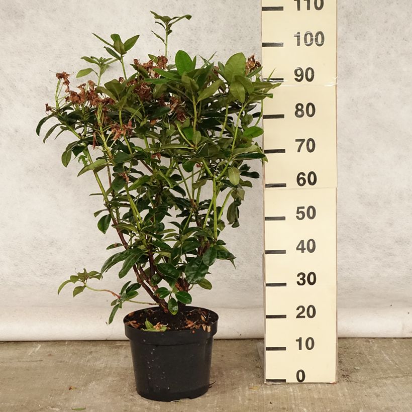 Ejemplar de Rhododendron Mrs T.h.lowinsky Maceta 7,5L/10LAltura de entrega aprox. 60/80cm entregado en verano