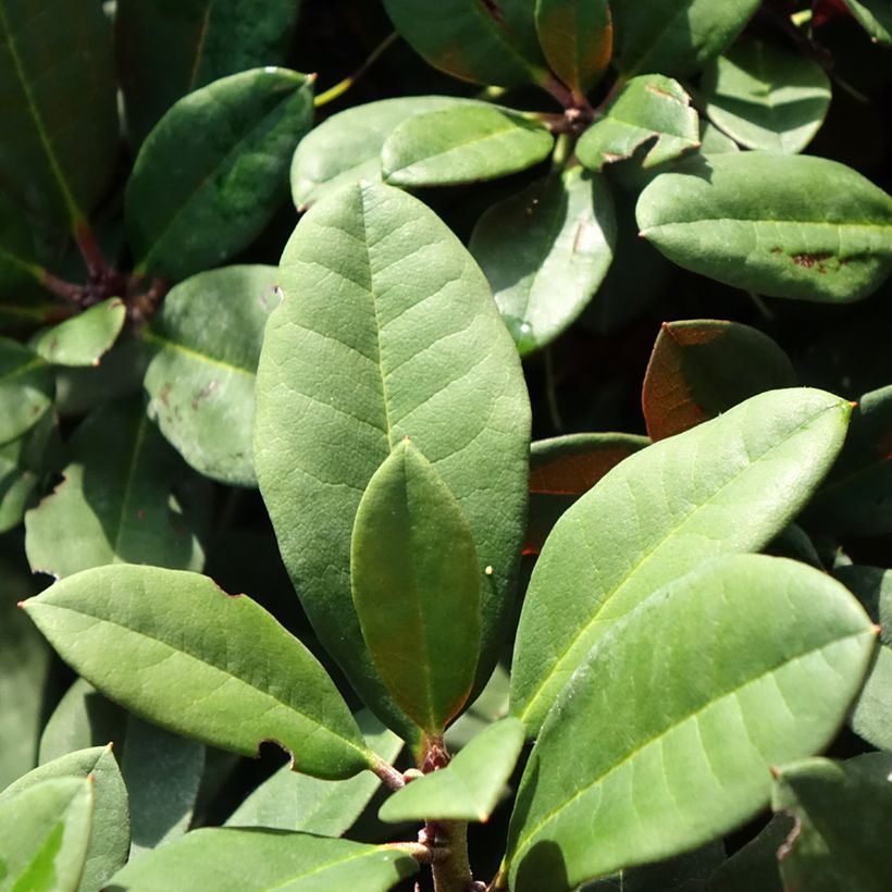 Rhododendron neriiflorum Burletta (Follaje)