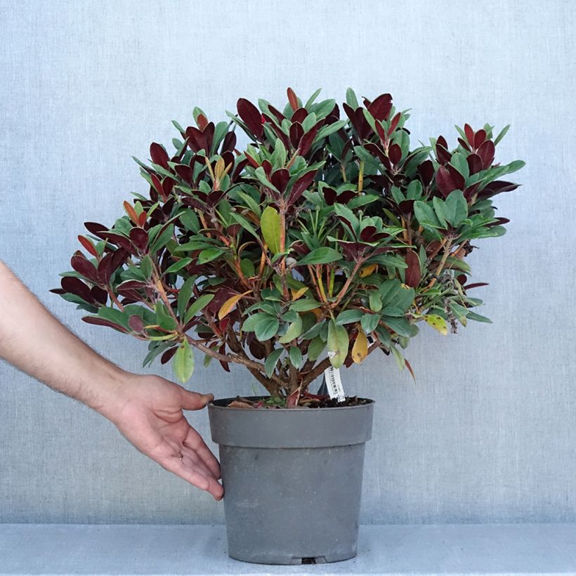 Ejemplar de Rhododendron neriiflorum Burletta Maceta 6L/7L entregado en verano