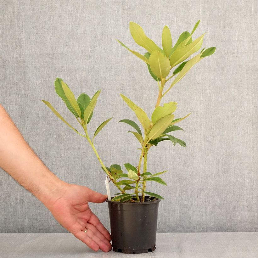 Ejemplar de Rhododendron yakushimanum Percy Wiseman Maceta de 12 cm / 13 cm entregado en verano