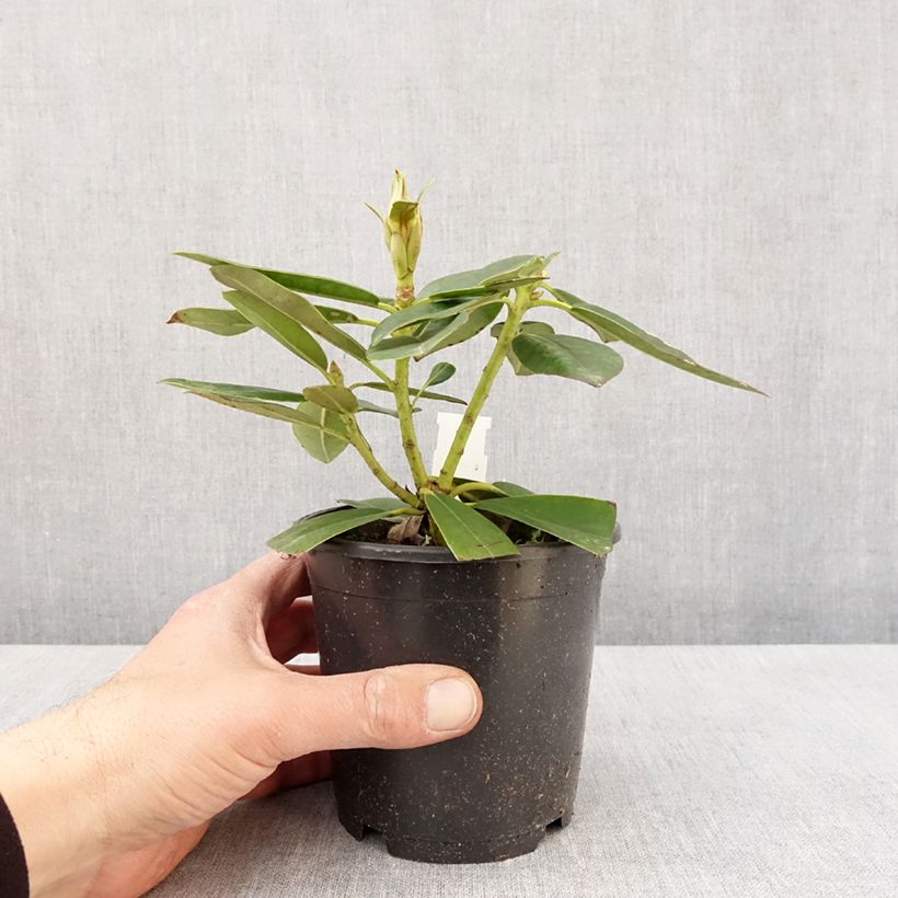 Rhododendron yakushimanum Percy Wiseman Maceta de 12 cm / 13 cm Ejemplar entregado en la primavera