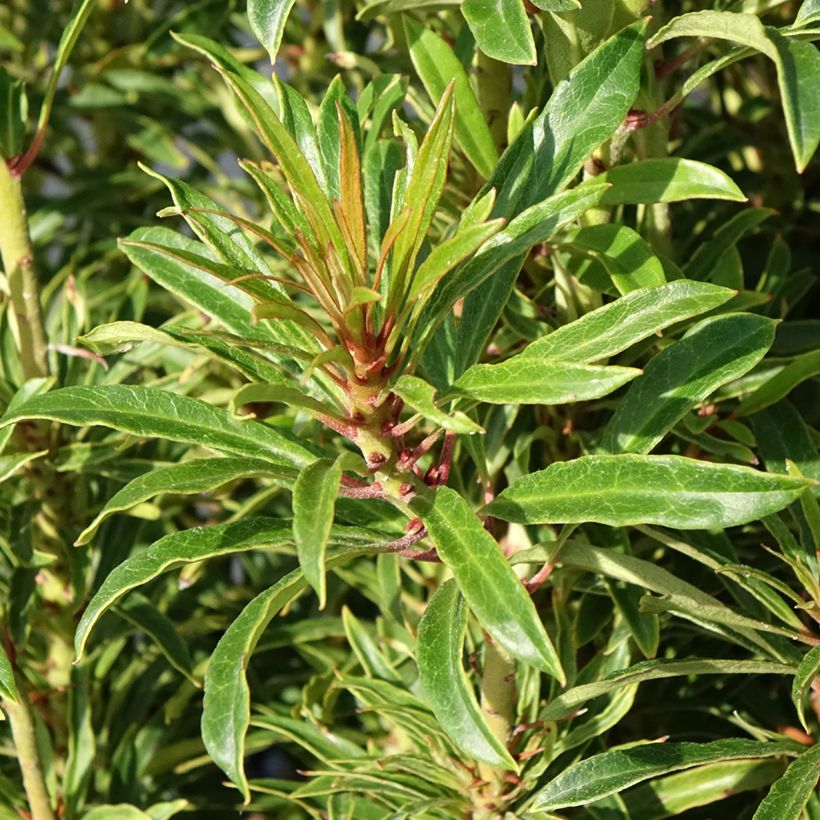 Rhododendron ponticum Grazeasy Dark Pink (Follaje)