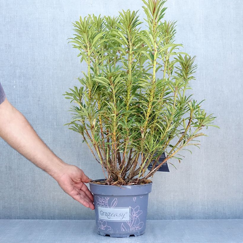 Ejemplar de Rhododendron ponticum Grazeasy Dark Pink Maceta 4L/5L entregado en verano