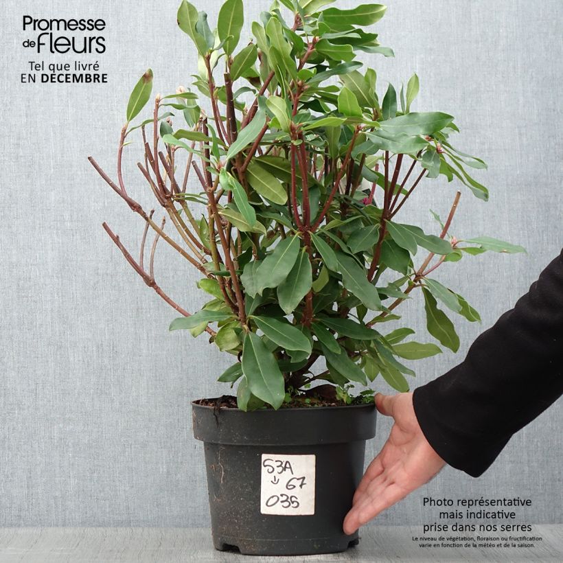 Ejemplar de Rhododendron ponticum Roseum Maceta 4L/5L entregado en otoño