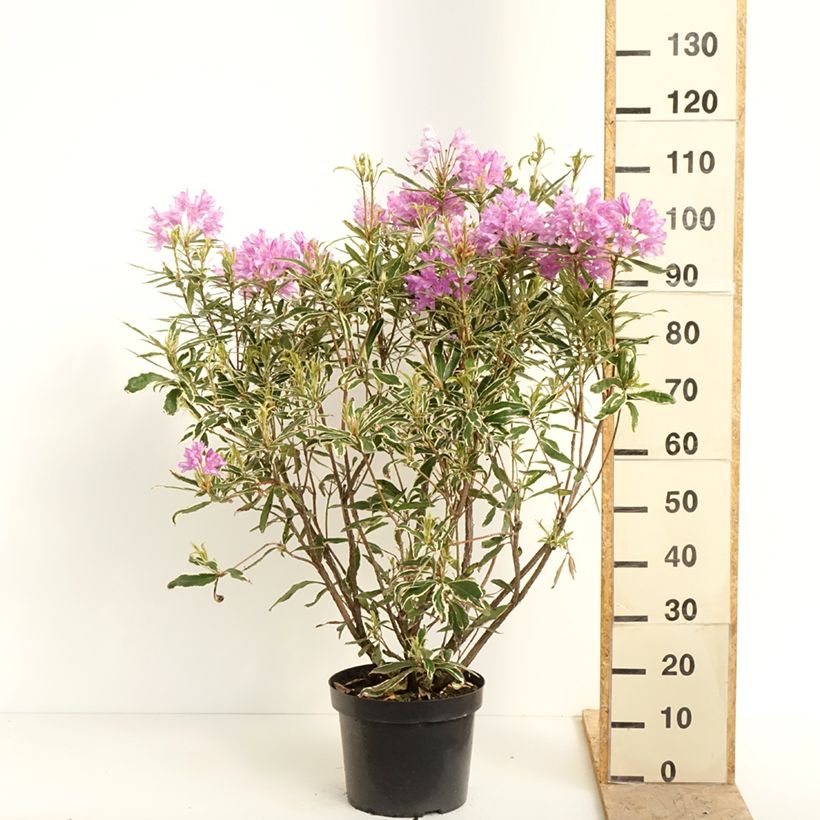 Rhododendron ponticum Variegatum - Grand Rhododendron en pot de 7,5L/10L Ejemplar entregado en la primavera