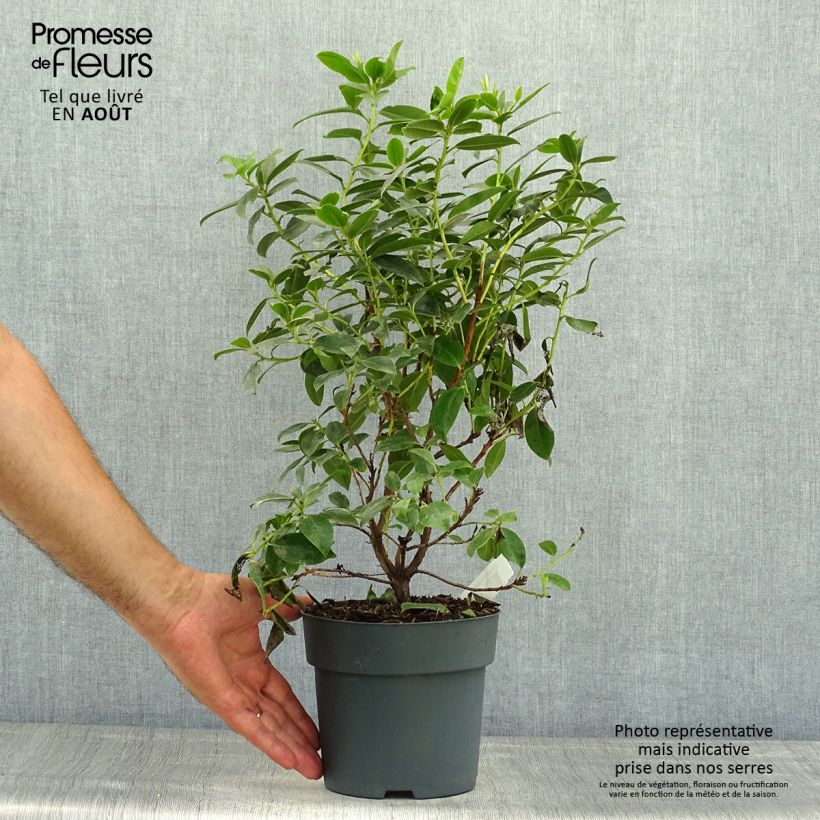 Ejemplar de Rhododendron Praecox - Rhododendron nain Pot de 2L/3L entregado en verano