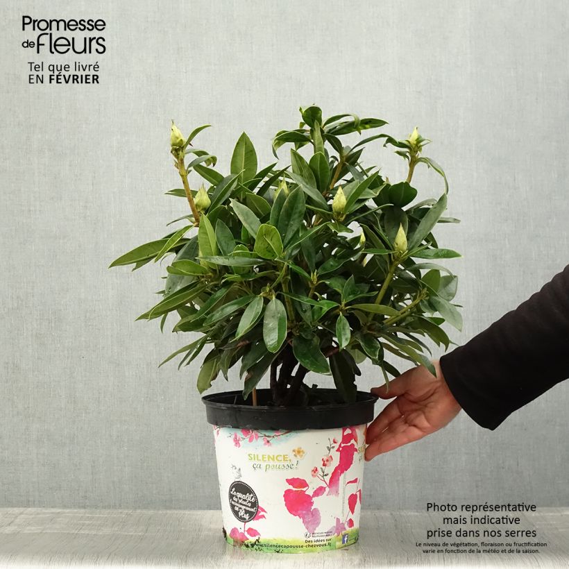 Rhododendron Red Eye Maceta 4L/5L Ejemplar entregado en invierno