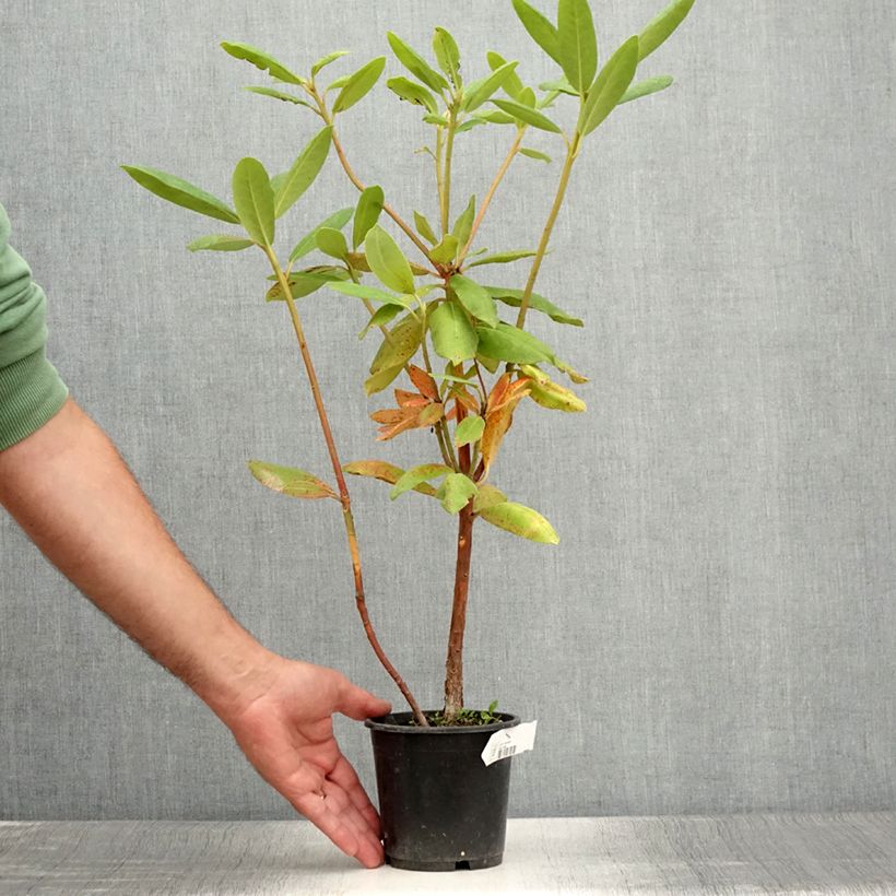 Ejemplar de Rhododendron catawbiense Roseum Elegans Maceta de 12 cm / 13 cm entregado en verano