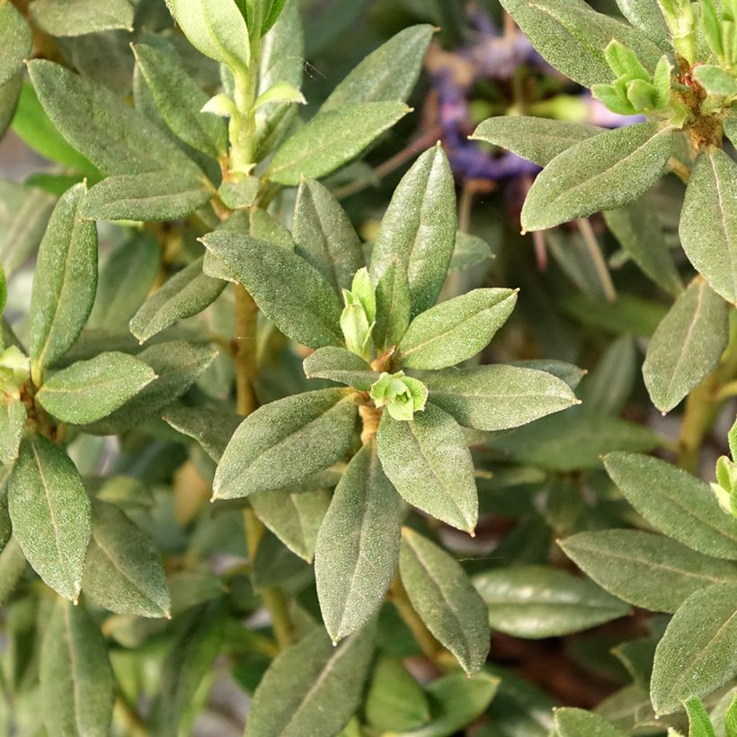 Rhododendron russatum Lauretta (Follaje)