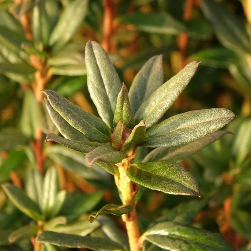 Rhododendron russatum Lauretta (Follaje)