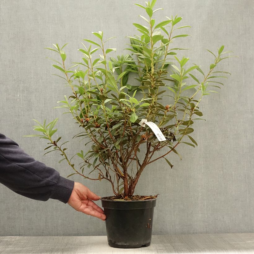 Ejemplar de Rhododendron Saffron Queen Maceta 3L/4L entregado en verano
