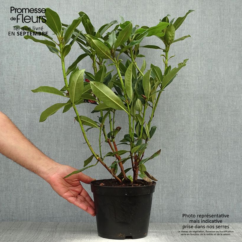 Ejemplar de Rhododendron Sappho Maceta 4L/5L entregado en otoño