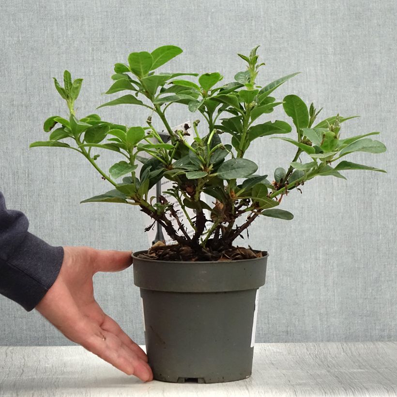Ejemplar de Rhododendron Scarlet Wonder - Rhododendron nain. Pot de 2L/3L entregado en verano