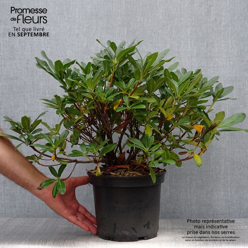 Ejemplar de Rhododendron Scyphocalyx Maceta 6L/7L entregado en otoño