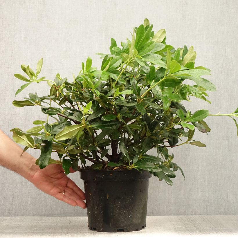 Ejemplar de Rhododendron Scyphocalyx Pot de 7L entregado en verano
