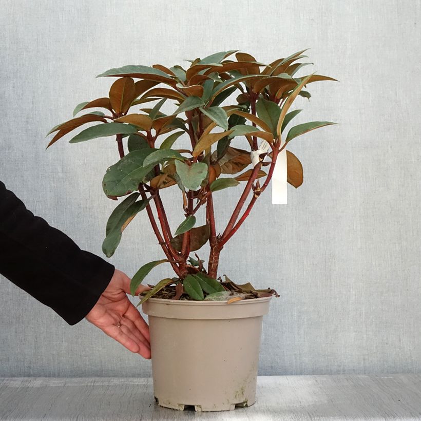 Ejemplar de Rhododendron Sir Charles Lemon Maceta 4L/5L entregado en otoño
