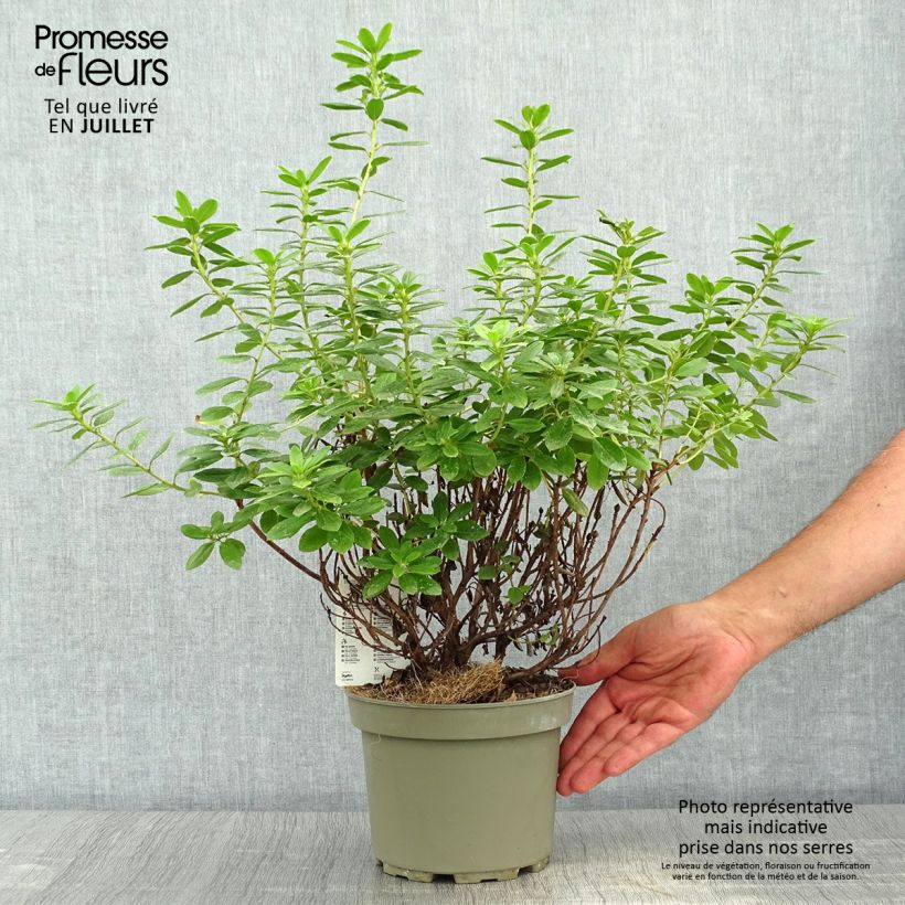 Ejemplar de Rhododendron Snipe Maceta 2L/3L entregado en verano
