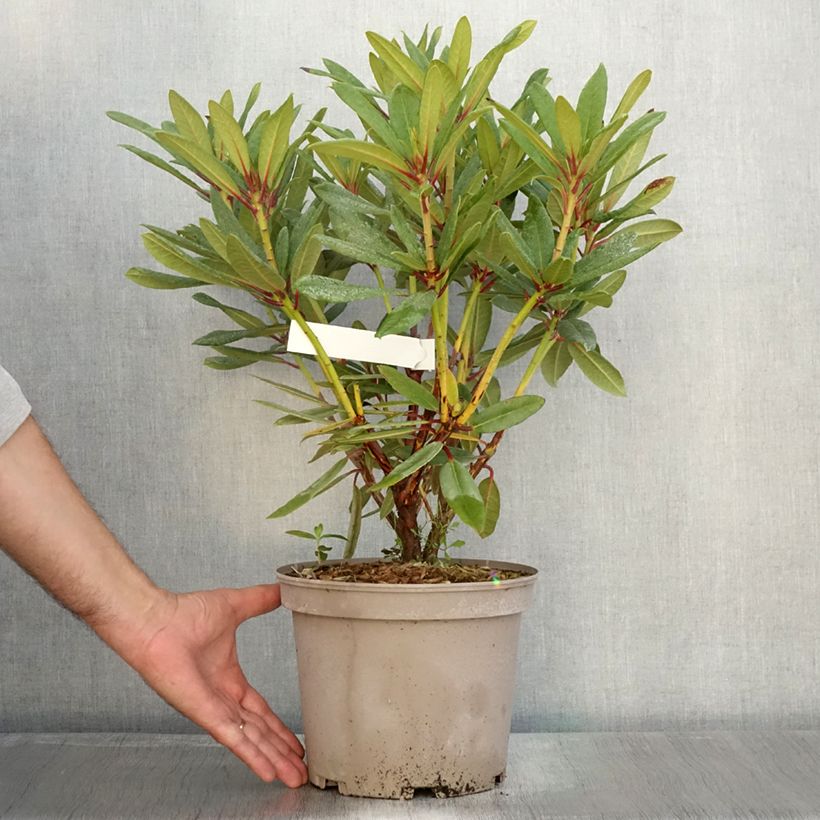 Ejemplar de Rhododendron Tortoiseshell Orange Maceta 4L/5L entregado en otoño