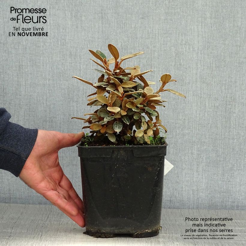 Ejemplar de Rhododendron tsariense Maceta 3L/4L entregado en otoño