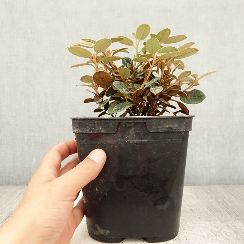 Ejemplar de Rhododendron tsariense - rhododendron botanique Pot de 3L/4L entregado en verano
