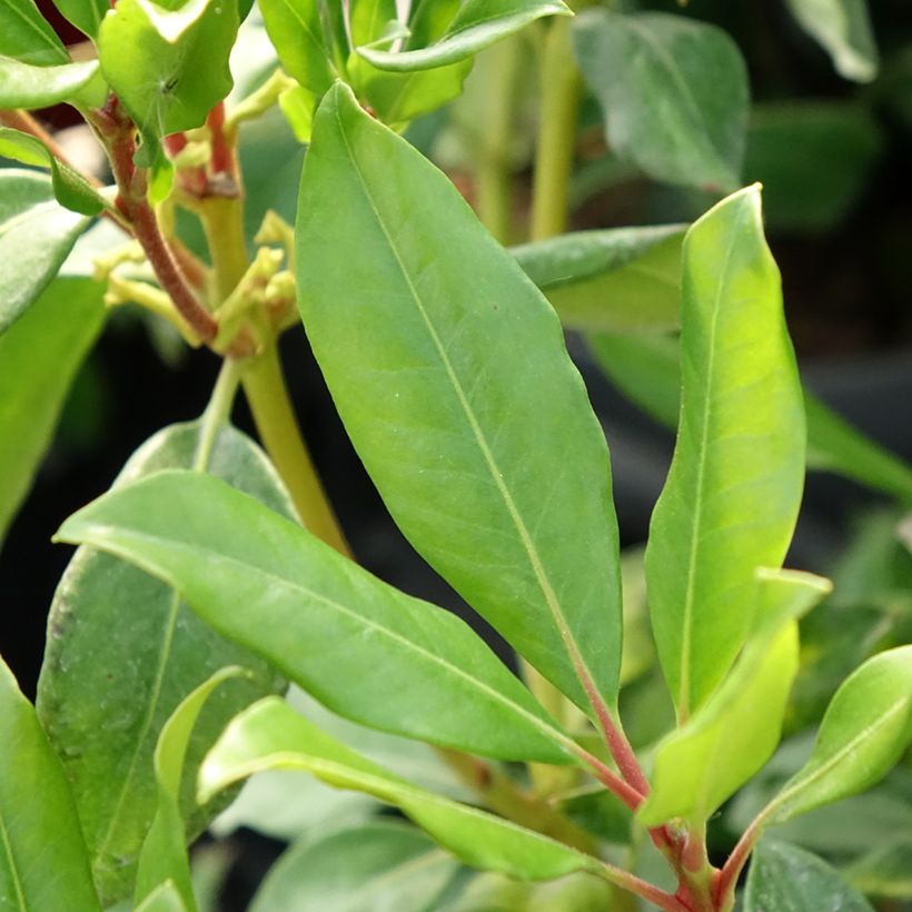 Rhododendron vireya Hendrick's ker (Follaje)